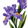 Collection D'Art 3286 Irises Tapestry